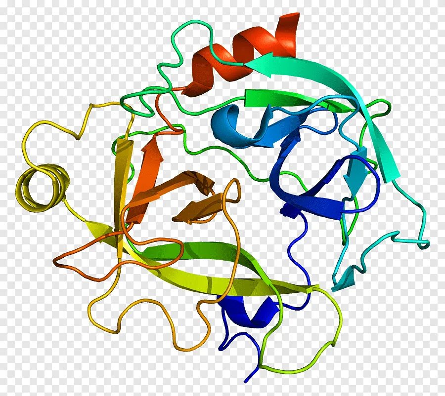 Ген г. Ген г. Аналогичные белки генетика. Структура белка фибриллина. Комплекс ферментов в гене.