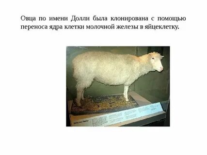 Имя для барашка