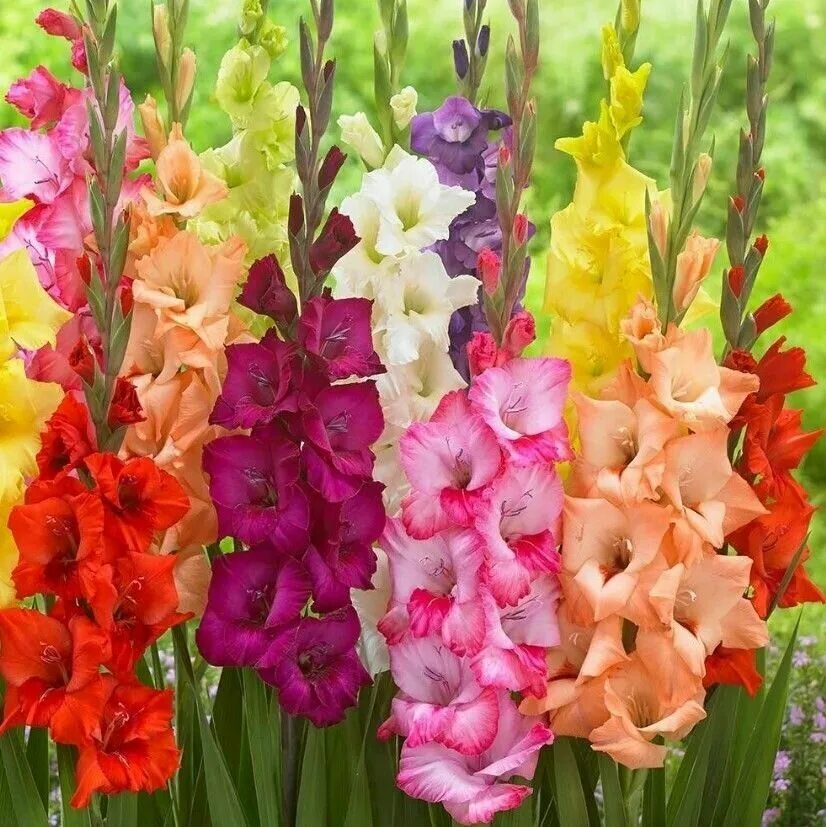 Гладиолус сорпресса. Гладиолус сорт нори. Гладиолус кардиналис. Гладиолус десизио. Гладиолус вельвет айз.