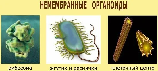 Энергетическая клетка строение. Немембранные органоиды микротрубочки органоиды движения. Жгутики и реснички немембранные органоиды. Строение ресничек и жгутиков биология. Органоиды движения реснички.