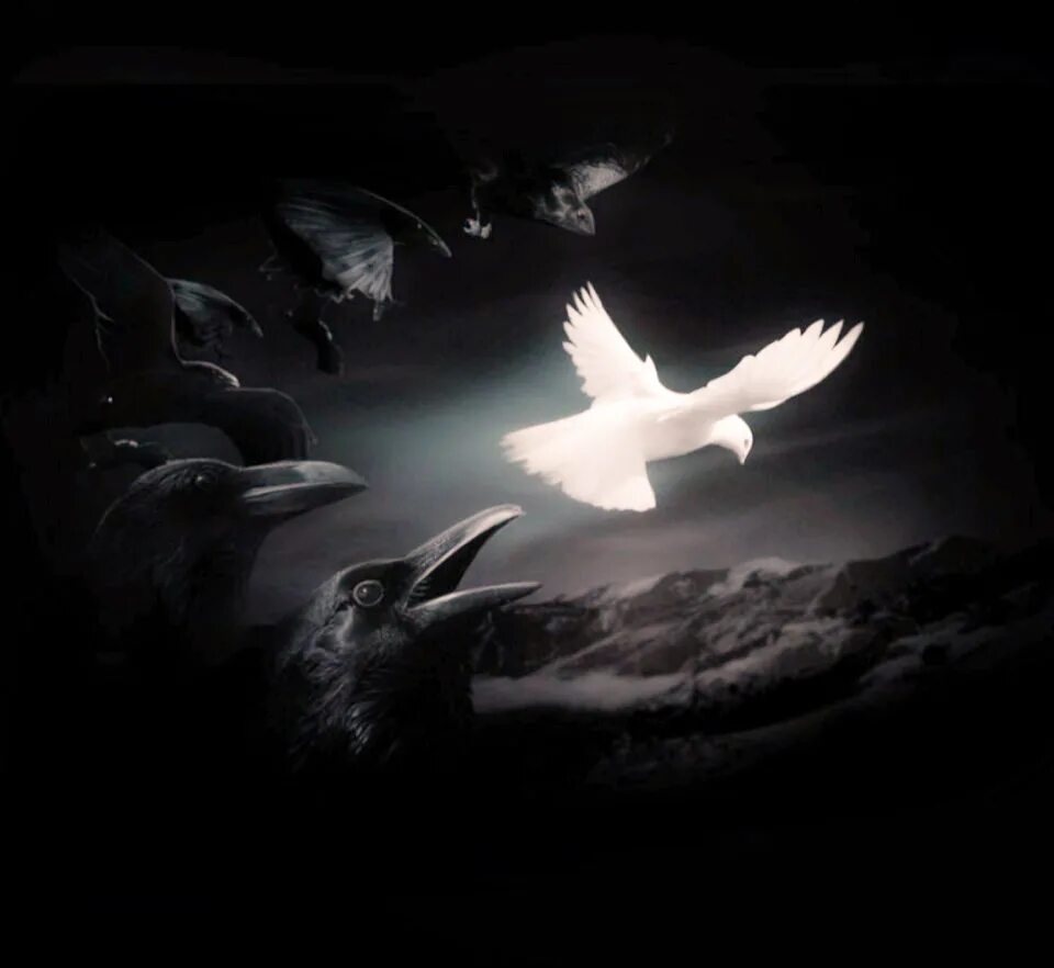 Ночью белые птицы. Ночью белые птицы. Чайка на черном фоне. Белая птица в тбилиси. Ночью белые птицы.