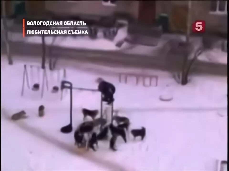 Как собаки нападают на детей