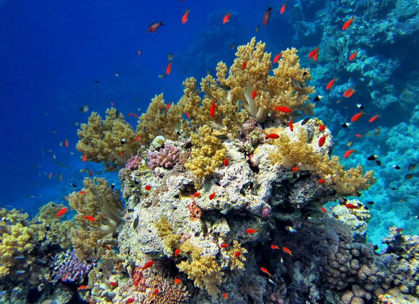 Подводный мир кораллов. Рас Мохаммед риф. Кораллы в Шарм Эль Шейхе. Коралловый риф рас Мухаммед. Коралловый риф Хургада.
