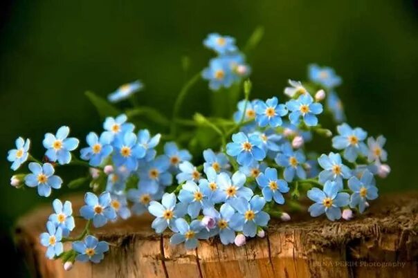 Незабудка Майская. Незабудка Myosotis Myomark. Красивый букет незабудок. Красивые незабудки.