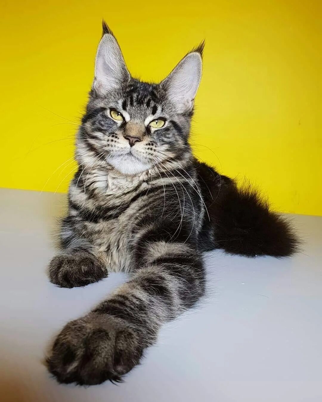Кун 6 3. Кошка мейн кун. мейн кун кошка в 5 месяцев. кошка мейн кун 6 месяцев. голубой мейн кун.