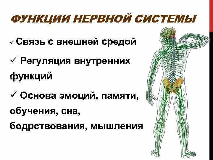 Именно эту функцию выполняют