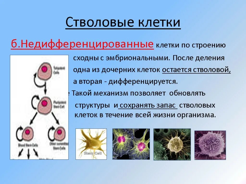 Образование неспециализированной клеточной массы развитие генеративных. Стволовые клетки. Строение стволовых клеток. Стволовые клетки строение. Структура стволовой клетки.