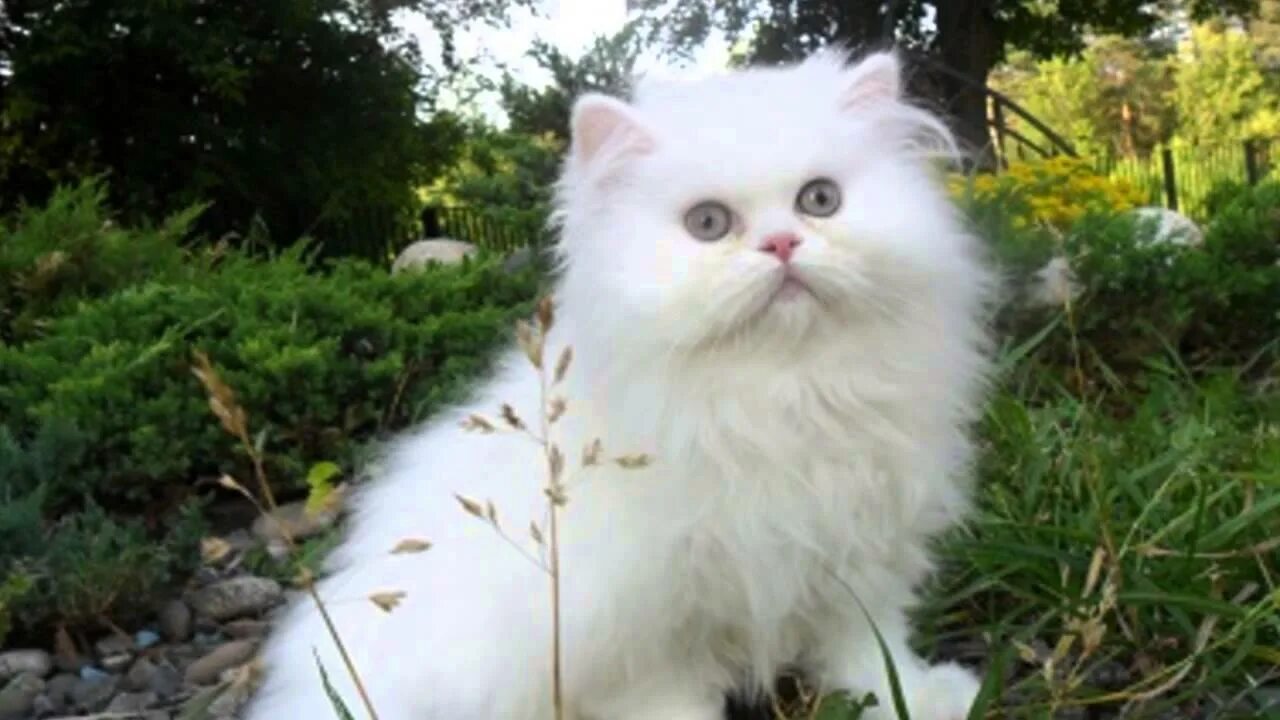 Персидская кошка котята белые. Персидская кошка котята белые. Белый котенок. Персидские котята. Пушистые котята.