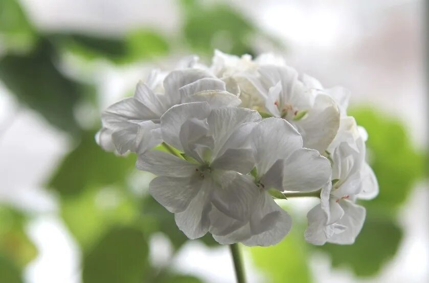 пеларгония ат андромеда.