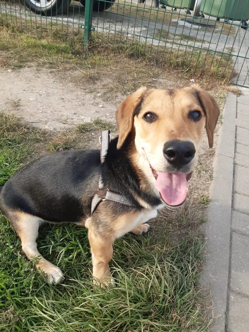 Помощь животным калининград. Приют для животных в бежецке новая жизнь. Бездомные животные калининград. Помощь бездомным животным калининград. Шутки про котов.