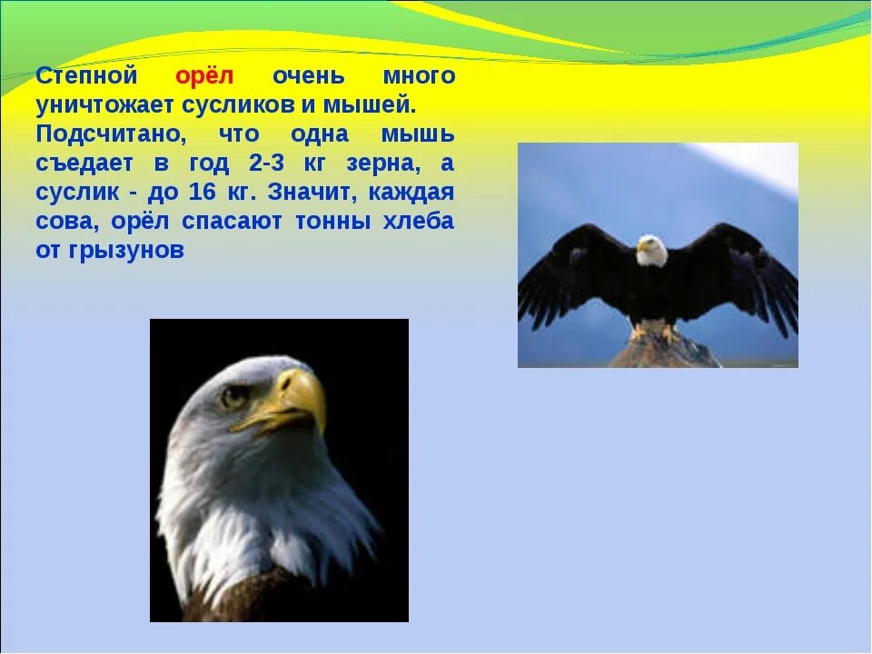 Орел сообщение 4. Сведения про орла. степной орёл презентация. краткая информация о орле. краткое сообщение об орле.