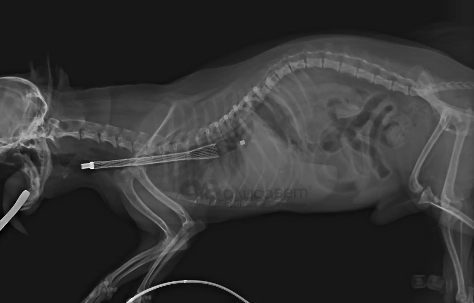Пищевод кошки. Коллапс трахеи у собак рентген снимок. Коллапс трахеи операция. Стентирование трахеи у собак.