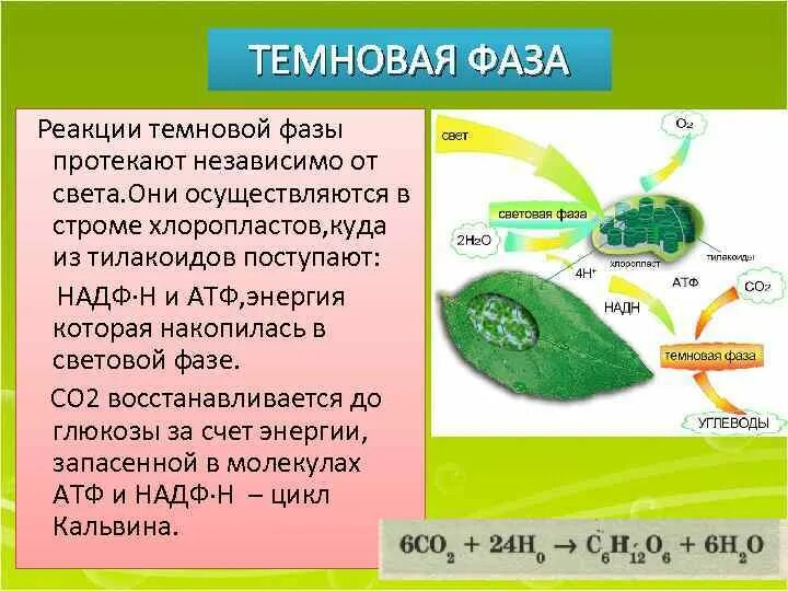 Образование атф в темновой фазе. Реакции Темновой фазы. Темновая фаза реакция. Реакции Темновой фазы фотосинтеза протекают. Реакции Темновой фазы фотосинтеза.