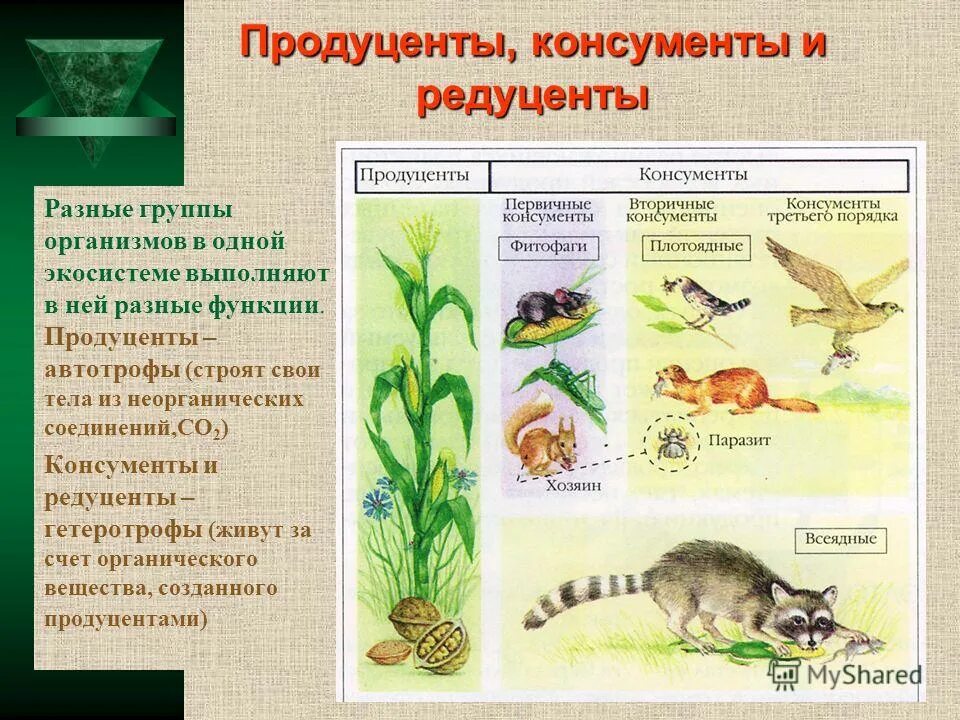 Виды природных сообществ сообществ. Пищевая цепь пищевая сеть трофические уровни. Сообщества в природе. Сообщества животных виды сообществ. Сообщество животных называется.