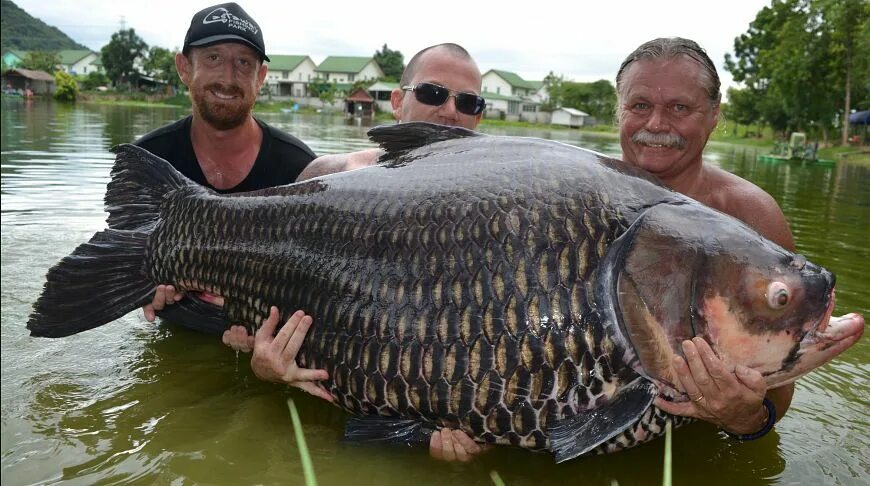 Мировой рекорд карп 135кг. Сазан (cyprinus carpio). Самый большой карп. Карп 300 кг. Огромный сазан.