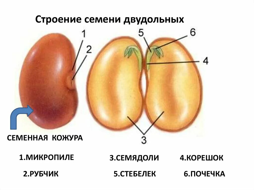 Изображение семени фасоли в разрезе