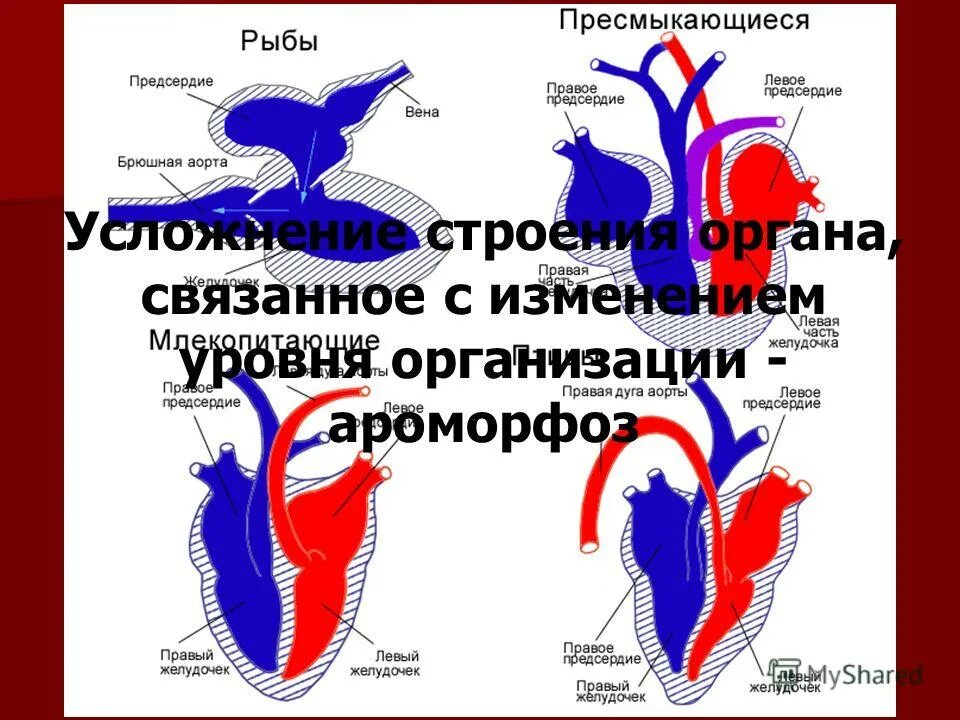 Усложнение уровня организации