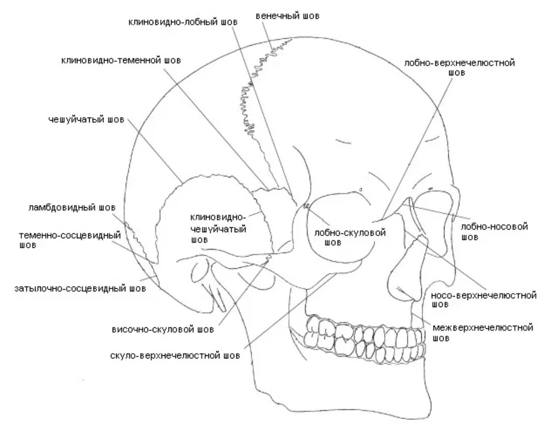 Соединение между лобной и теменной костями. Лобный шов черепа анатомия. Затылочно-сосцевидный шов черепа. Клиновидно-лобный шов черепа. Соединения костей черепа анатомия швы.