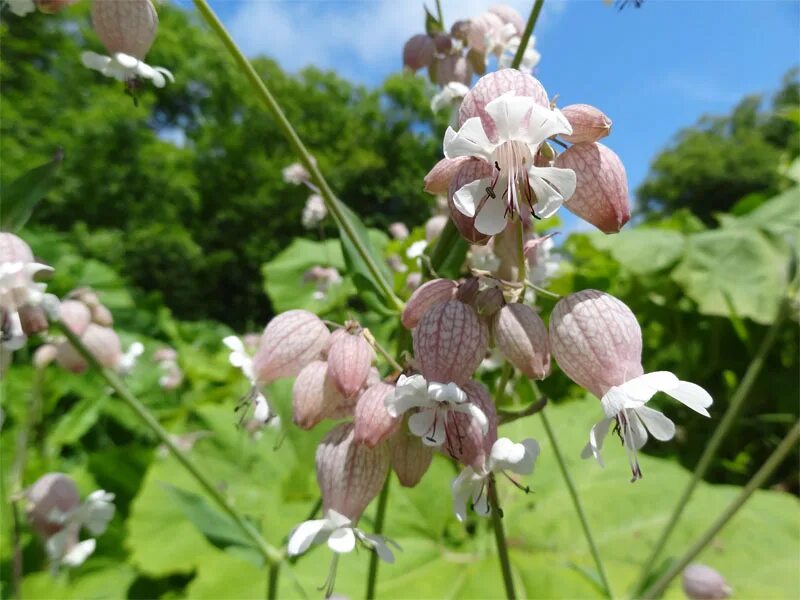 Смолевка обыкновенная(Silene cucupalus). Silene vulgaris смолёвка. Смолёвка хлопушка обыкновенная. Смолевка Алтайская. Re plant