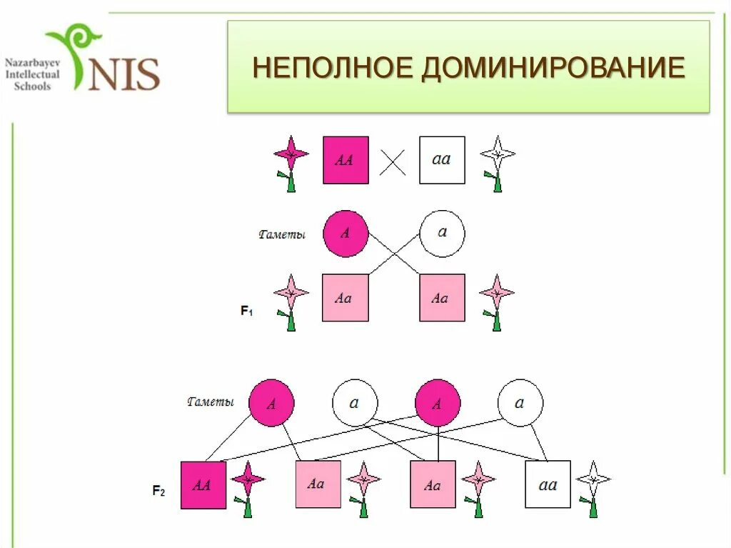 Схема наследования признаков при неполном доминировании. Неполное доминирование схема. Неполное доминирование скрещивание. Задачи на неполное доминирование. Как понять доминирование