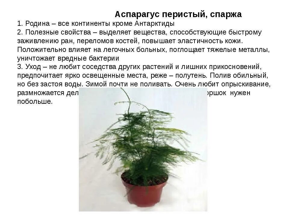 Аспарагус как размножаются. Аспарагус перистый комнатное растение. аспарагус перистый ампельный. аспарагус серповидный черенки.