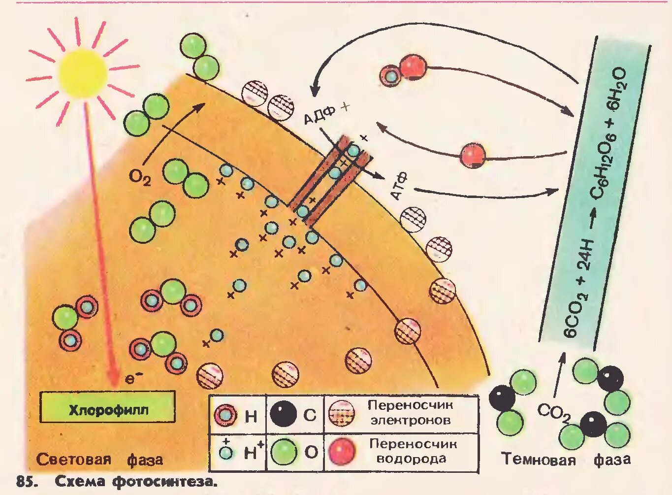 Фотосинтез световая фаза и темновая фаза схема. Фотосинтез схема световая фаза и темновая. Процесс фотосинтеза световая фаза схема. Схема световой фазы фотосинтеза 10 класс. Схема процесса фотосинтеза рисунок