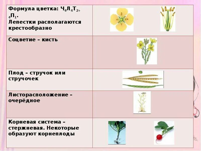 Особенности строения цветка и соцветия розоцветных