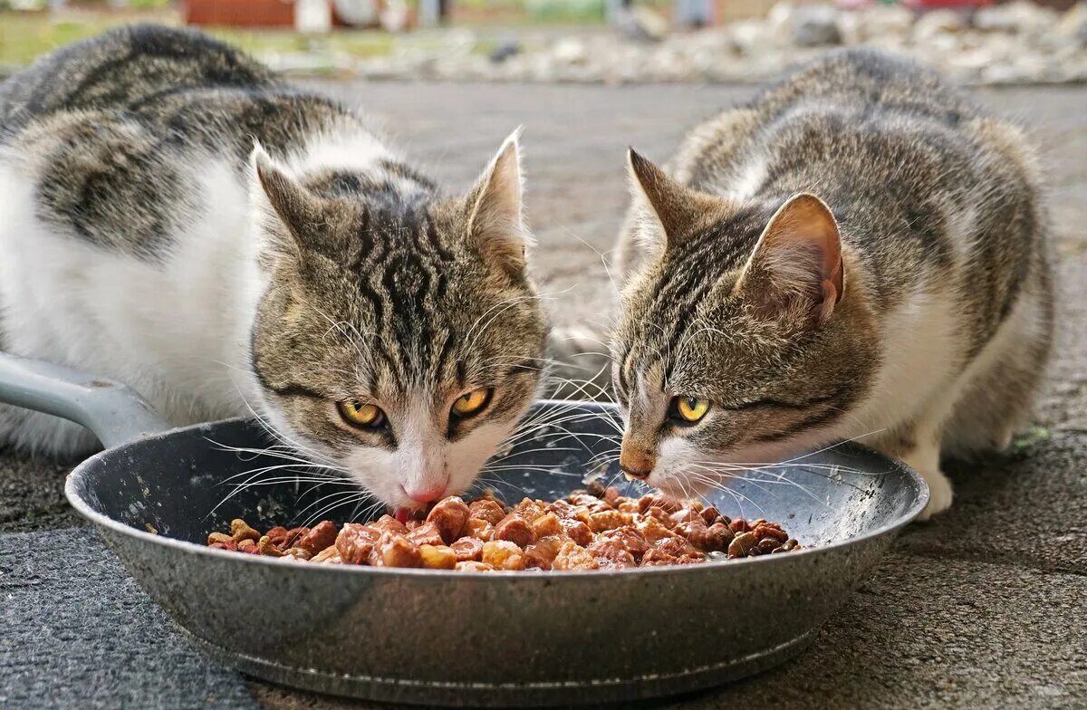 Кот ни ест. Кошка кушает. еда для кошек. котенок кушает. кормежка для кошки.
