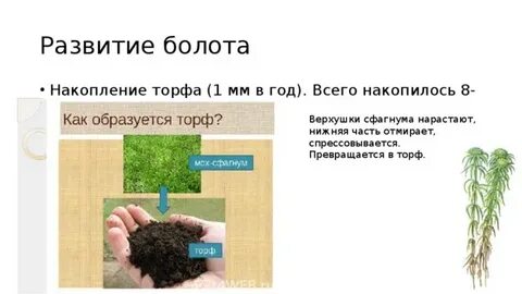 Как происходит образование торфа на болотах
