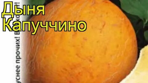 Дыня сережкина любовь