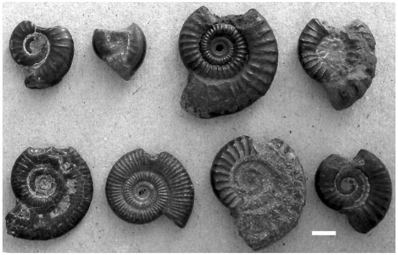 Аммониты царство. Пиритовый Аммонит. Аммонит дактилоцерас. Древние аммониты.