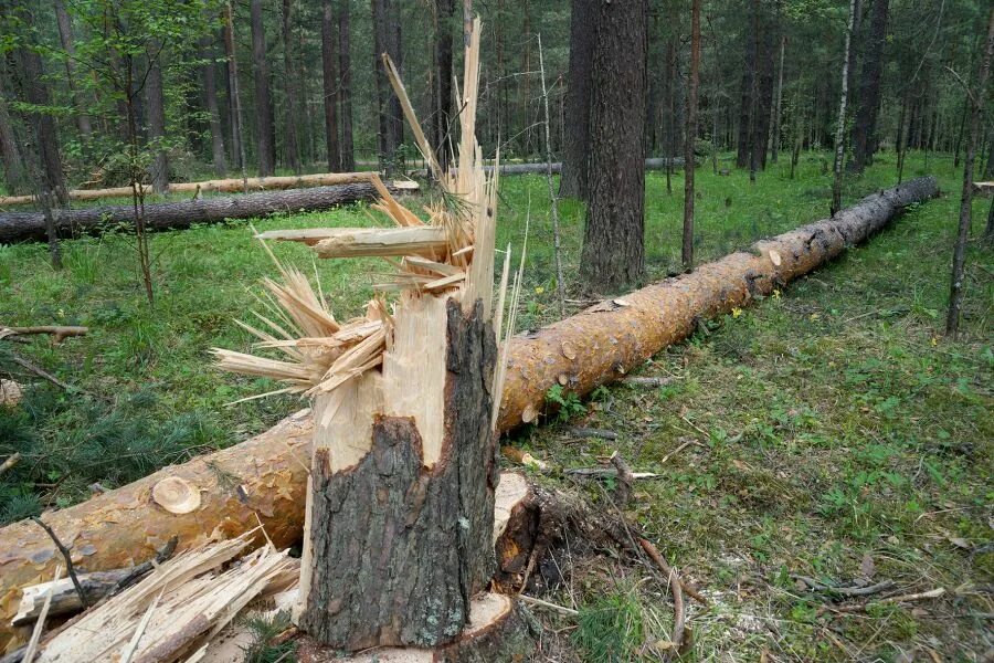 Незаконная рубка лесных насаждений. Рубка леса Шишкин. Незаконная вырубка леса в Ульяновской области. Вырубка лесов в Воронеже незаконная.