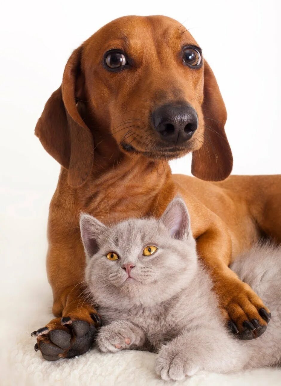 Методы улучшения пород кошек собак в клубах. Собачки и кошечки. Кошка. Собака и кошка вместе. Крошка собака.