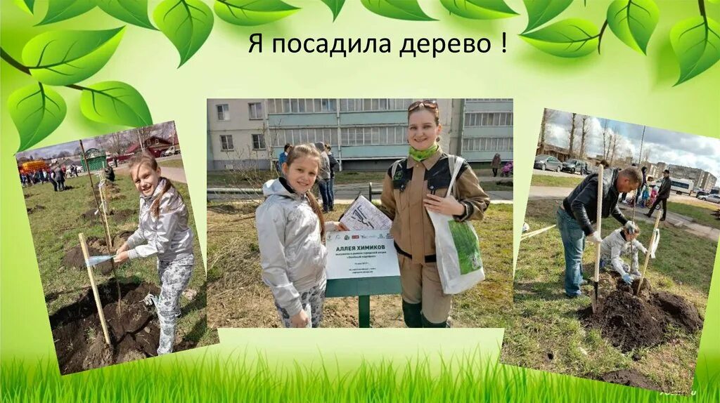 Слова посадке деревьев. Я посадил дерево. посадка дерева презентация. я сажаю деревья. посадка деревьев для слайда презентации.