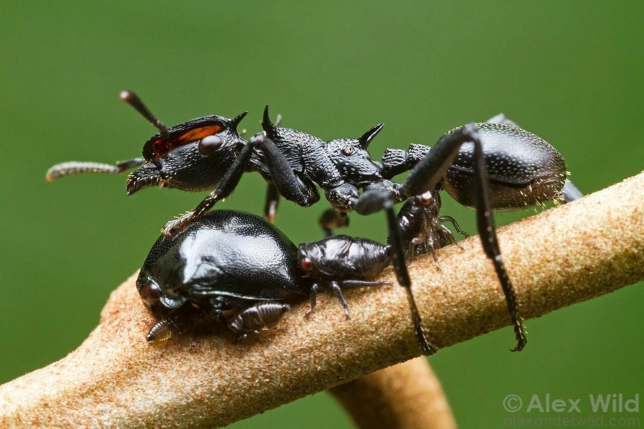 Muravi. Муравей кефалот. Cephalotes муравьи. Древесный муравей Кефало. Messor cephalotes.