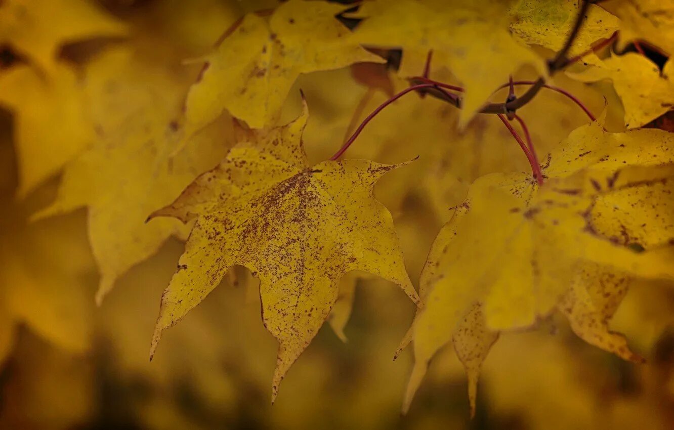 Листья желтые по краям. Желтый лист. Листик желтый. Желтые листья обои. Жёлтый лист осенний.
