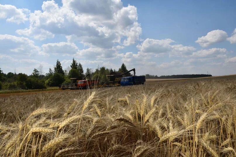 Сельское хозяйство тульской области. Спк тульская область. Спк тульская область. Спк тульская область. Совхоз в тульской области.