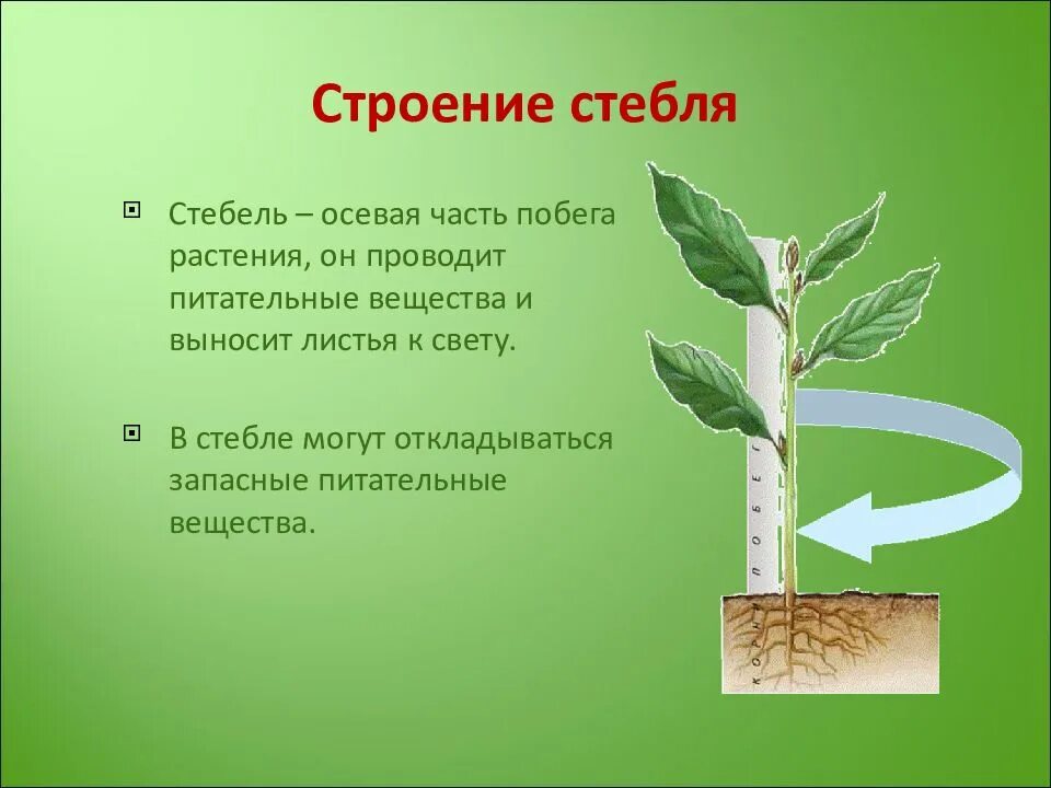 Стебель часть побега. Стебель осевая часть побега. Стебель осевая часть побега растения. Питательные вещества стебель.