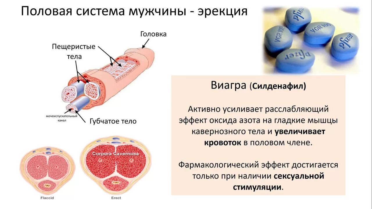 Половая система человека биология 8 класс. Половая система ОГЭ биология. Половая система биология 8 класс. Половая система человека ОГЭ биология.