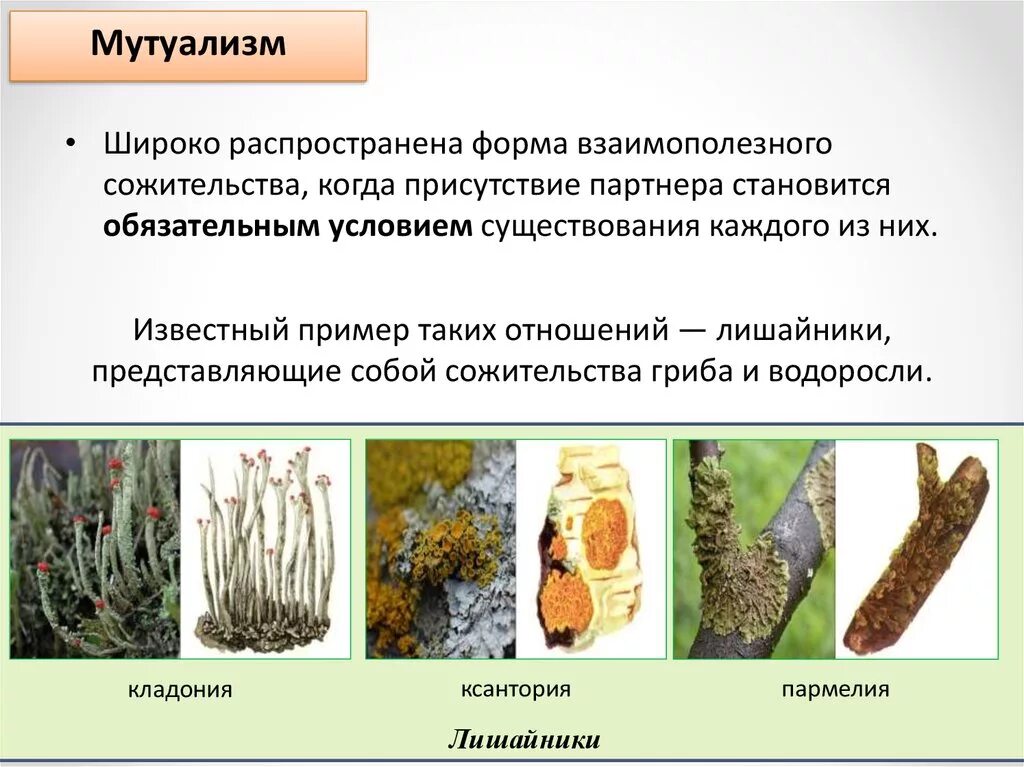 Мутуализм растения