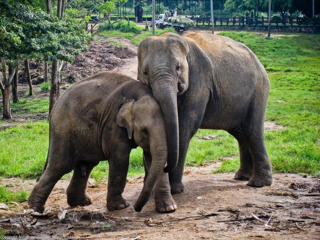 Шри ланка сканворд. Пиннавела Шри Ланка. Слоновий питомник Шри Ланка. Парк слонов Шри Ланка. Слон на Шри Ланке.