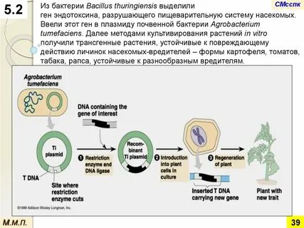 Нести ген
