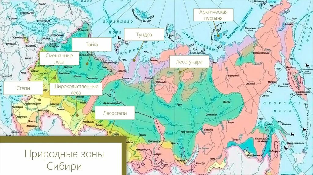 Тайга расположена севернее тундры. Природные зоны россии тайга на карте россии. природная зона арктическая тундра на карте. природные зоны сибири. природные зоны сибири россии.