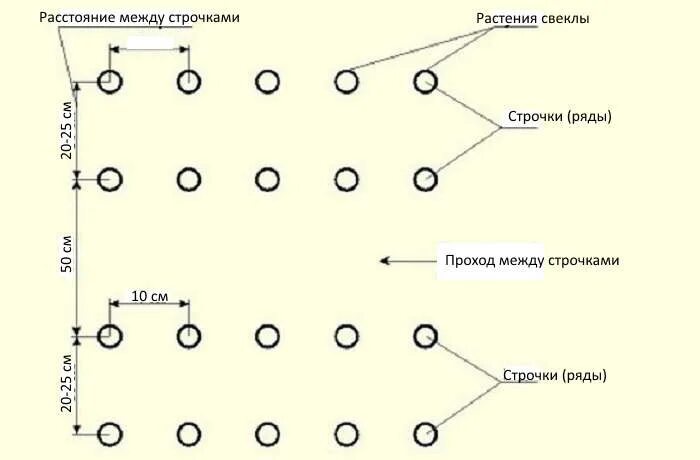 На какую глубину сажать огурцы семенами