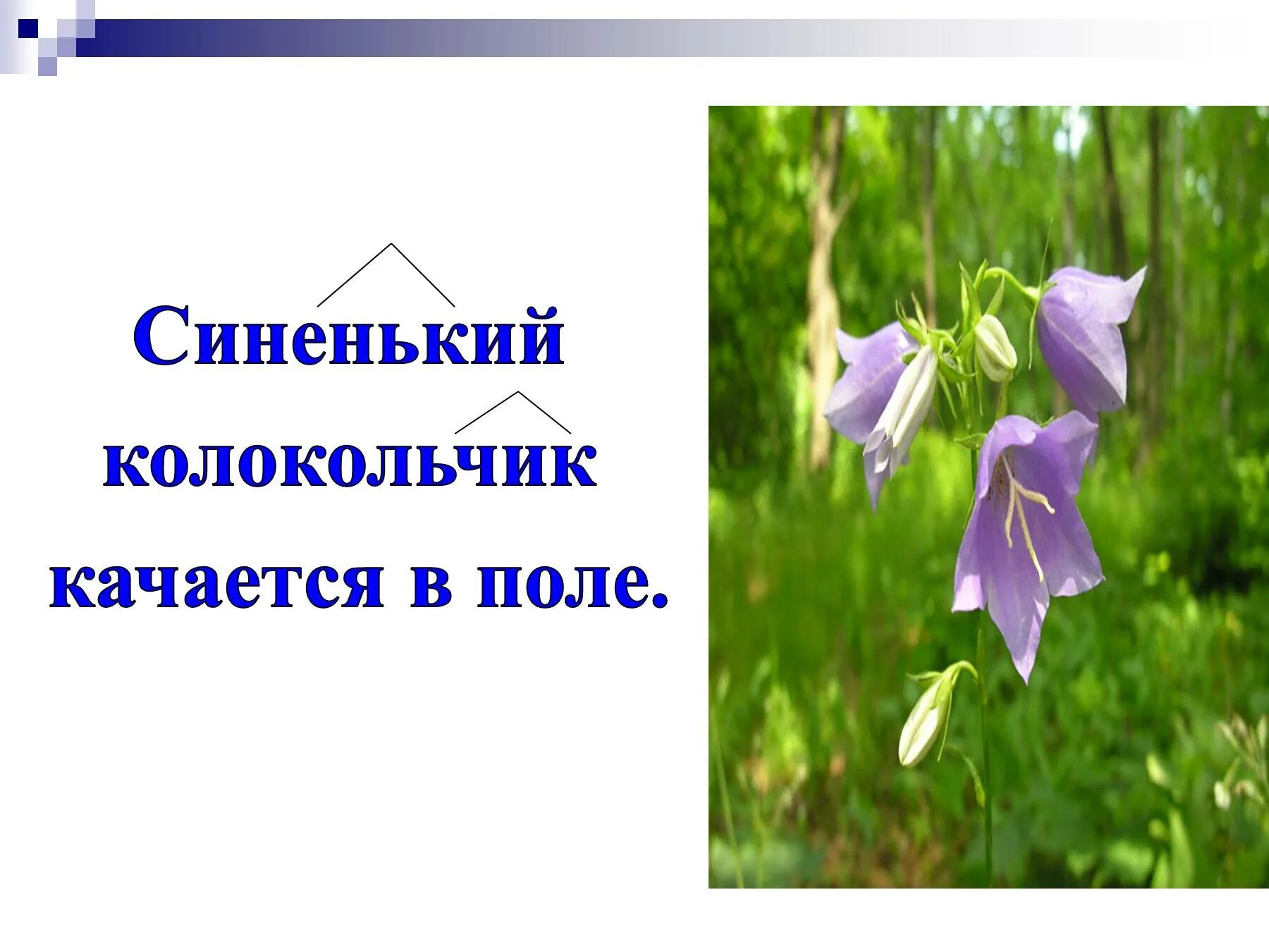 Колокольчик на какой вопрос отвечает. Синенький колокольчик качается. Колокольчик для слайда. Описание колокольчика. Колокольчик 3 класс.