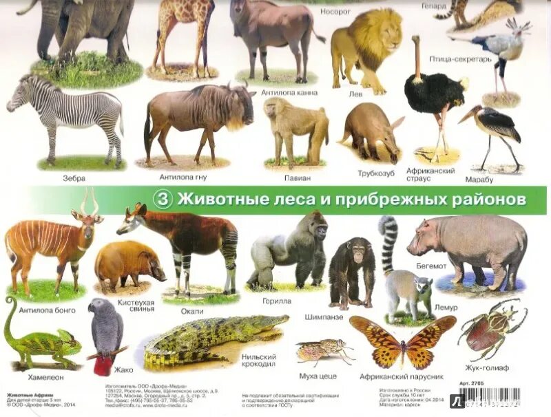 Выберите животных которые обитают в африке. Животные африки названия. животные обитающие в африке. животные африки картинки с названиями. африканские животные названия для детей.