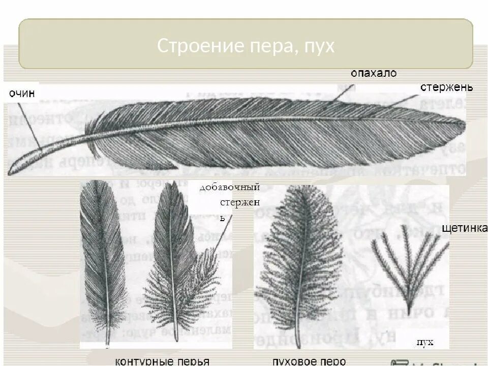 Строение пера птицы пуховое. Строение пухового пера птицы биология 7 класс. Пуховое перо строение биология 7 класс. Пуховое перо у птиц биология 7.