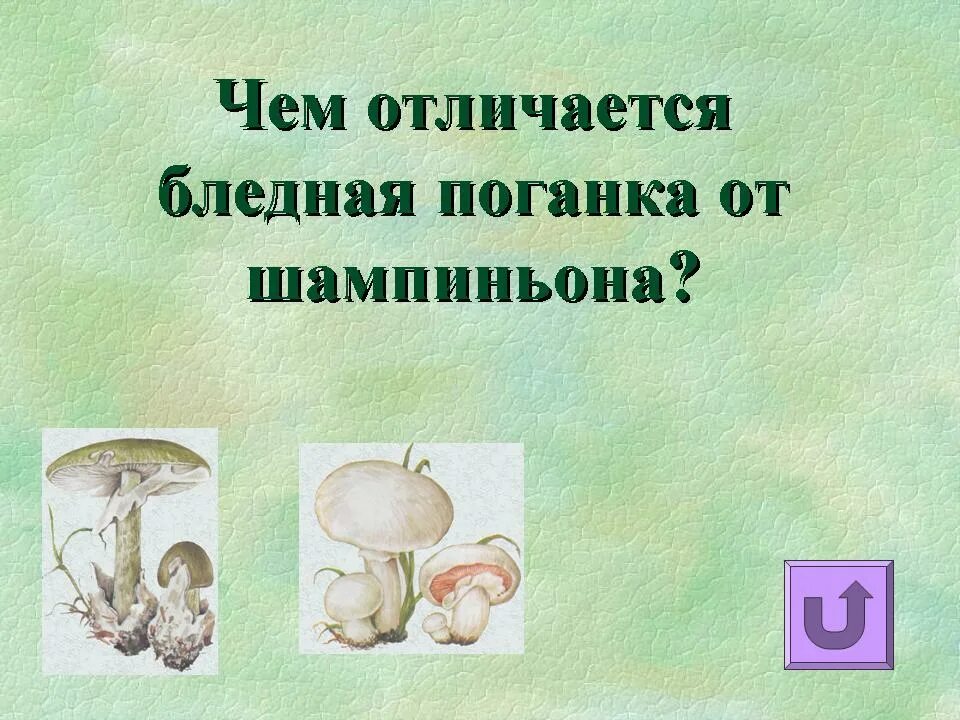 Грибы двойники шампиньон и бледная поганка. Сходство бледной поганки и шампиньона. Поганка и шампиньон сходство и различие. Сходство бледной поганки и шампиньона 2 класс. Коварные двойники сходства и различия