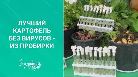 Пробирки картофель