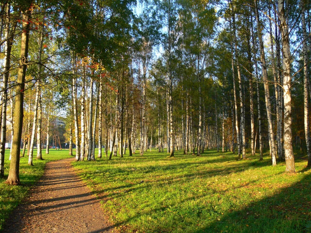 Парк непокоренных спб. Пискаревский лесопарк. Пискаревский парк спб. Пискаревский парк спб. Пискаревский лесопарк.
